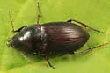 Anisodactylus rusticus - photo 3