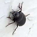 Anisodactylus rusticus - photo 4
