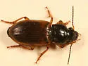 Anisodactylus sanctaecrucis