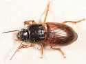 Anisodactylus sanctaecrucis - photo 2