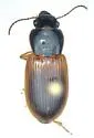 Anisodactylus sanctaecrucis - photo 4