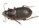 Anisodactylus similis