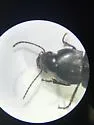 Anisodactylus similis - photo 2