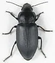 Anisodactylus similis - photo 3