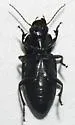 Anisodactylus similis - photo 4