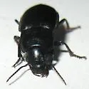 Anisodactylus similis - photo 5