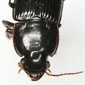 Anisodactylus texanus - photo 2