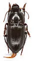 Anisodactylus texanus - photo 3
