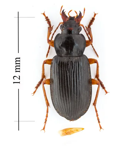 Anisodactylus (Spongopus) verticalis - photo 2