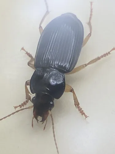 Anisodactylus (Spongopus) verticalis - photo 3