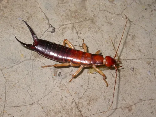 Anisolabis seirokui