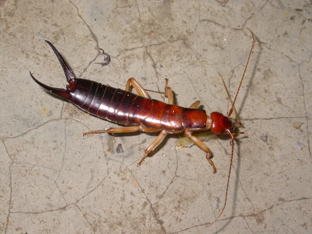 Anisolabis seirokui - photo 2
