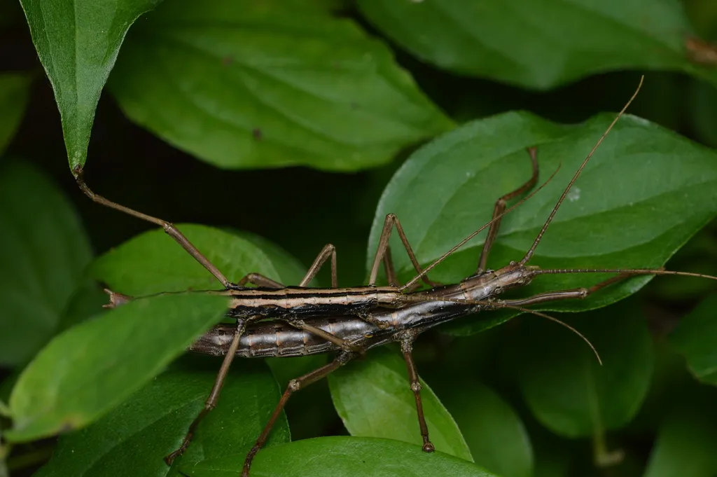 Northern Two-striped Walkingstick - photo 2