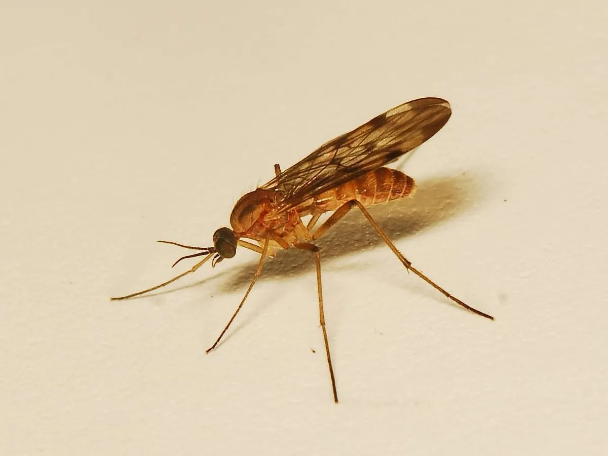 Wood Gnats - photo 3