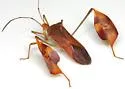 Flag-footed Bug
