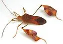 Flag-footed Bug - photo 2