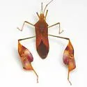 Flag-footed Bug - photo 3