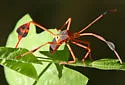 Flag-footed Bug - photo 4