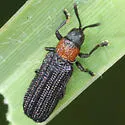 Anisostena ariadne - photo 2