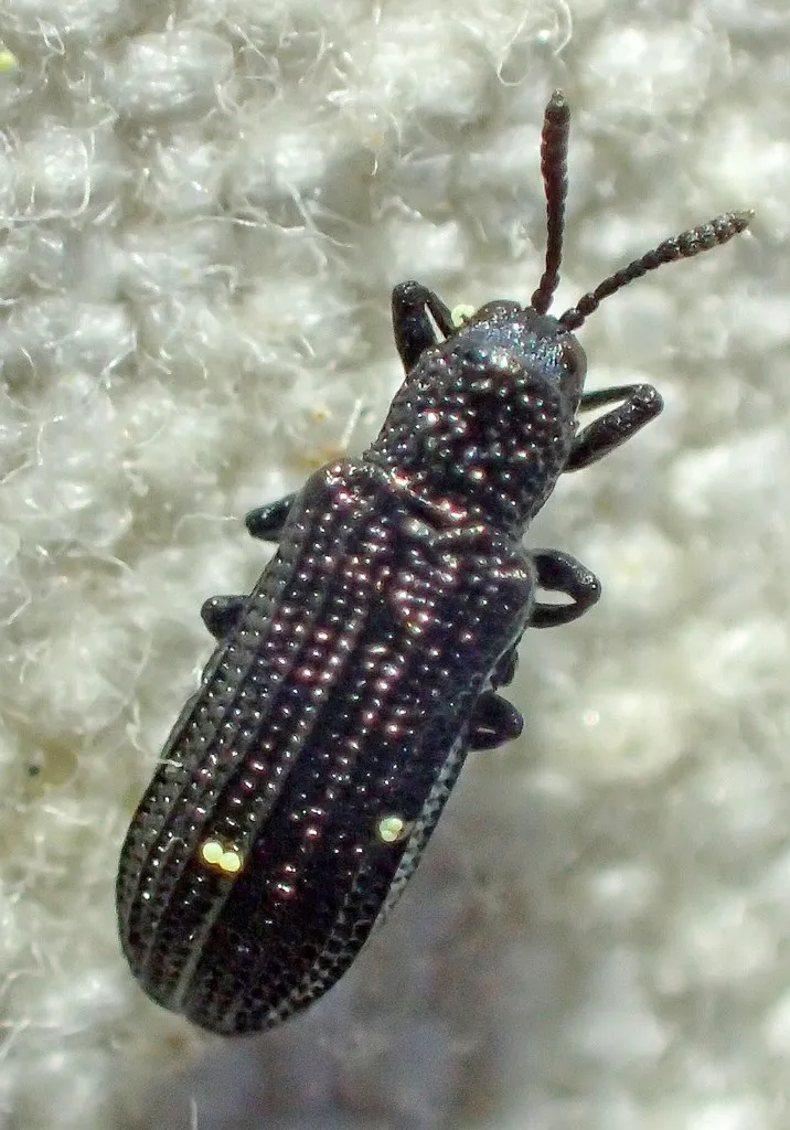 Anisostena californica