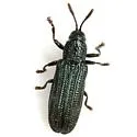 Anisostena cyanea