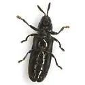 Anisostena cyanea - photo 2
