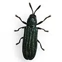 Anisostena cyanea - photo 3