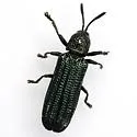 Anisostena cyanea - photo 4