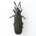 Anisostena cyanea - photo 5