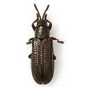 Anisostena funesta