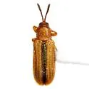 Anisostena gracilis