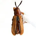 Anisostena gracilis - photo 2
