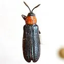Anisostena kansana