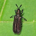 Anisostena nigrita - photo 5