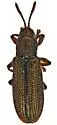 Anisostena nunenmacheri