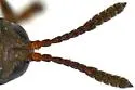 Anisostena nunenmacheri - photo 4