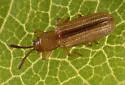 Anisostena suturalis - photo 2