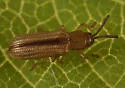 Anisostena suturalis - photo 3