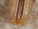 Anisostena suturalis - photo 4