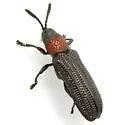 Anisostena texana - photo 2