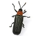 Anisostena texana - photo 3