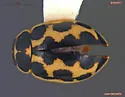 Anisosticta borealis