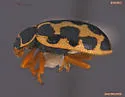 Anisosticta borealis - photo 2