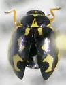 Anisosticta borealis - photo 3