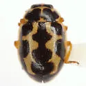 Anisosticta borealis - photo 4