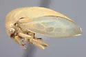 Anisostylus fulgidus