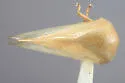 Anisostylus fulgidus - photo 2