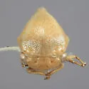 Anisostylus fulgidus - photo 3