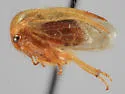 Anisostylus fulgidus - photo 4