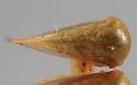 Anisostylus fulgidus - photo 5